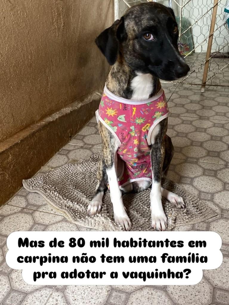 Vaquinha, cadela de porte médio para adoção em Carpina - PE
