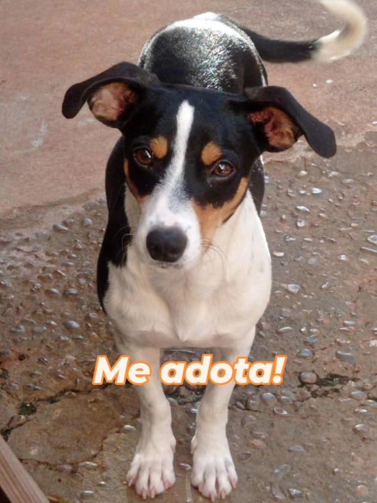 Sonic, cachorro de porte pequeno para adoção em Ilha Solteira - SP
