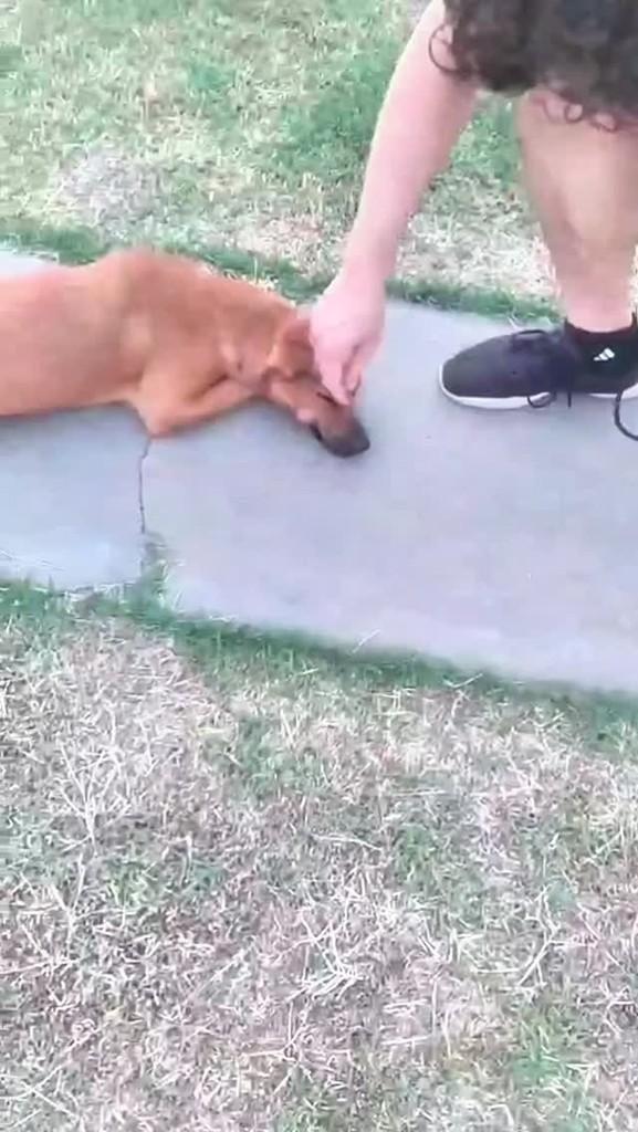 Caramela, cachorro de porte médio para adoção em Ilha Solteira - SP