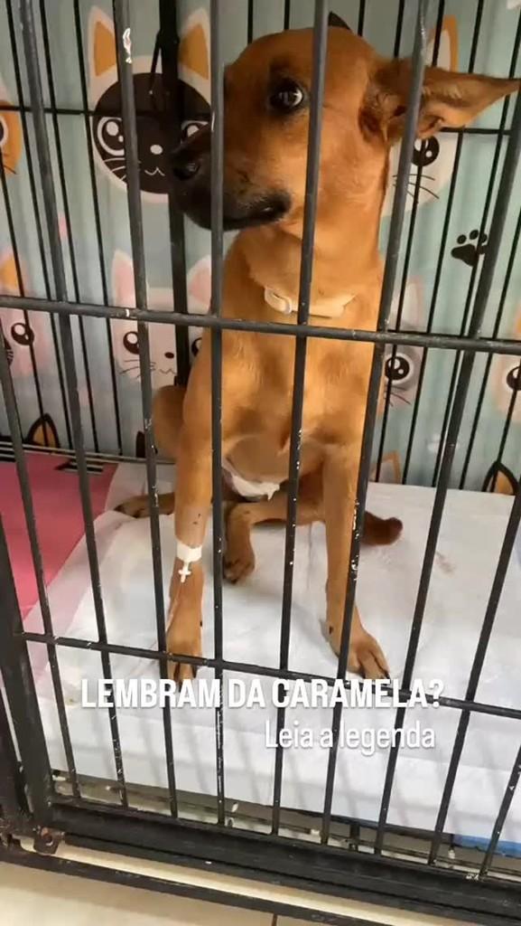 Estrela, cachorro de porte pequeno para adoção em Ilha Solteira - SP