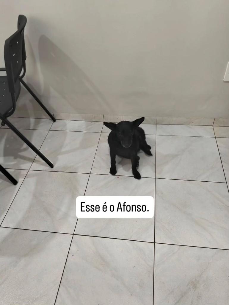 Afonso, cachorro de porte pequeno para adoção em Ilha Solteira - SP
