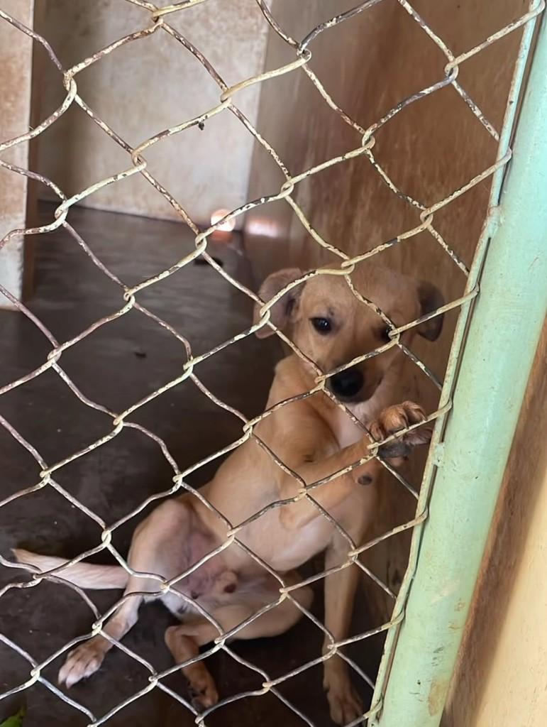 Pirilampo, cachorro de porte pequeno para adoção em Ilha Solteira - SP
