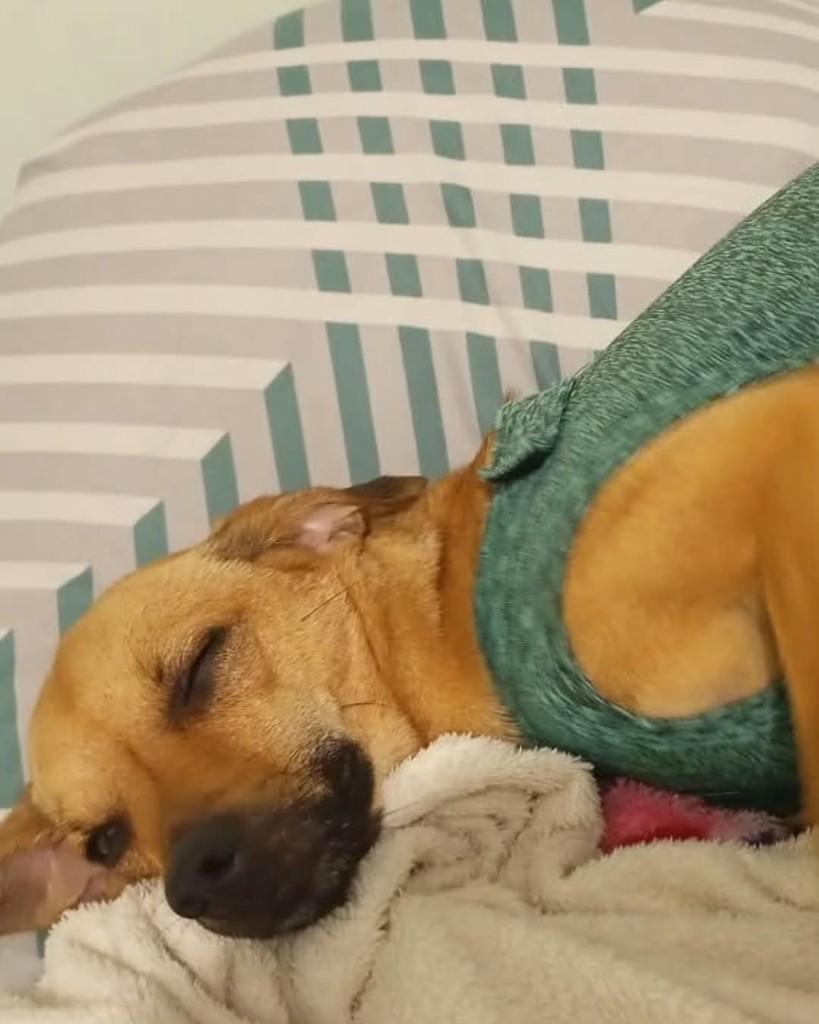 Nina, cadela de porte pequeno para adoção em Ilha Solteira - SP