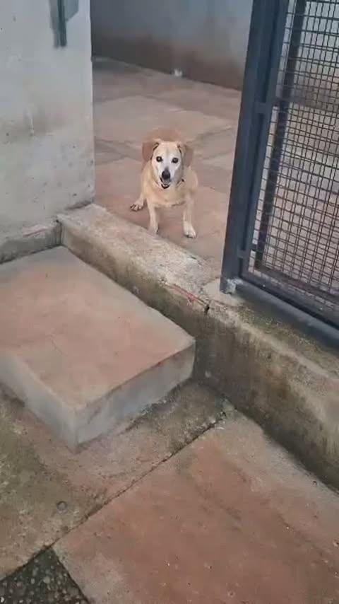 Pistache, cachorro de porte pequeno para adoção em Ilha Solteira - SP