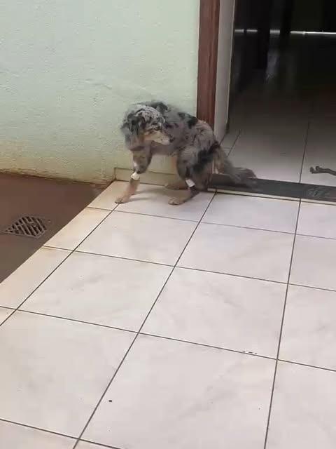 Bento, cachorro de porte médio para adoção em Ilha Solteira - SP