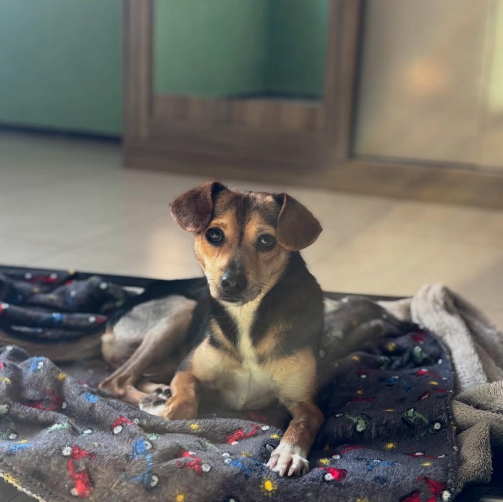 John, cachorro de porte pequeno para adoção em Ivoti - RS