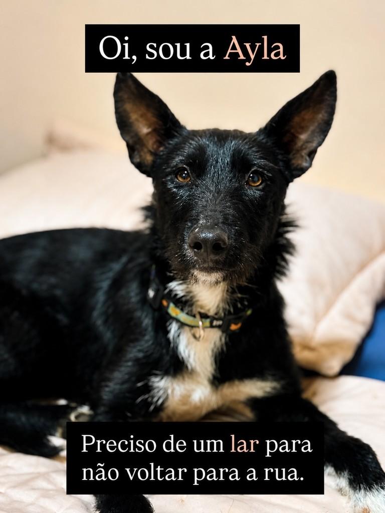 Ayla, cadela de porte médio para adoção em Ivoti - RS