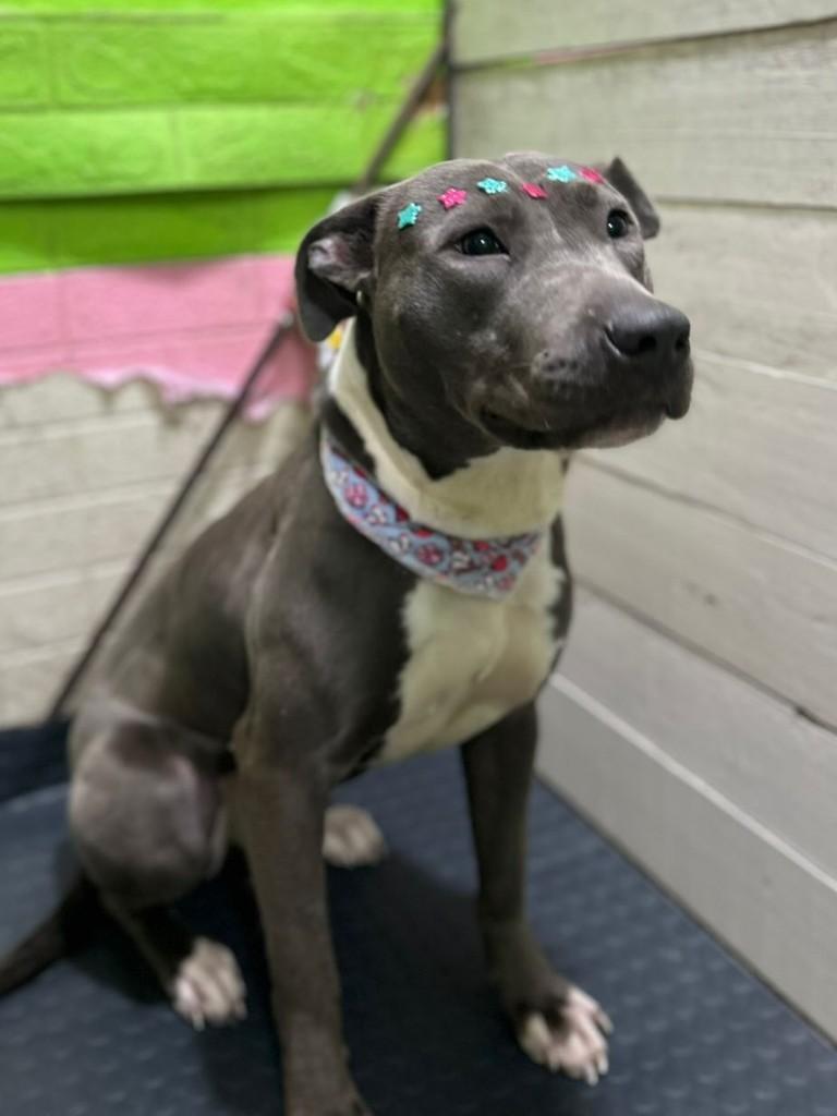 Bonnie, cadela de porte médio para adoção em Ivoti - RS
