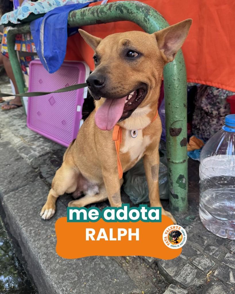 Ralph, cachorro de porte pequeno para adoção em Rio de Janeiro - RJ