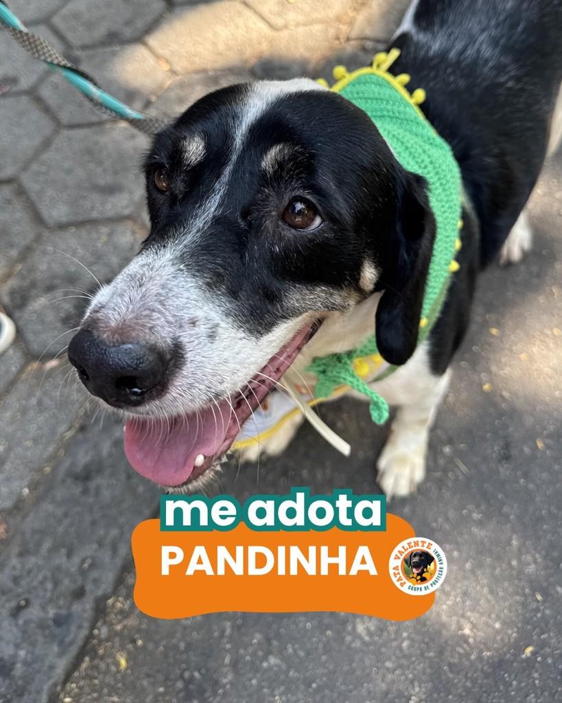 Pandinha, cachorro de porte médio para adoção em Rio de Janeiro - RJ