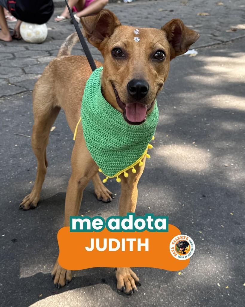 Judith, cachorro de porte pequeno para adoção em Rio de Janeiro - RJ