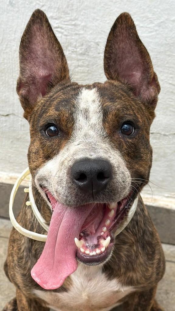 Flávio, cachorro de porte médio para adoção em Rio de Janeiro - RJ