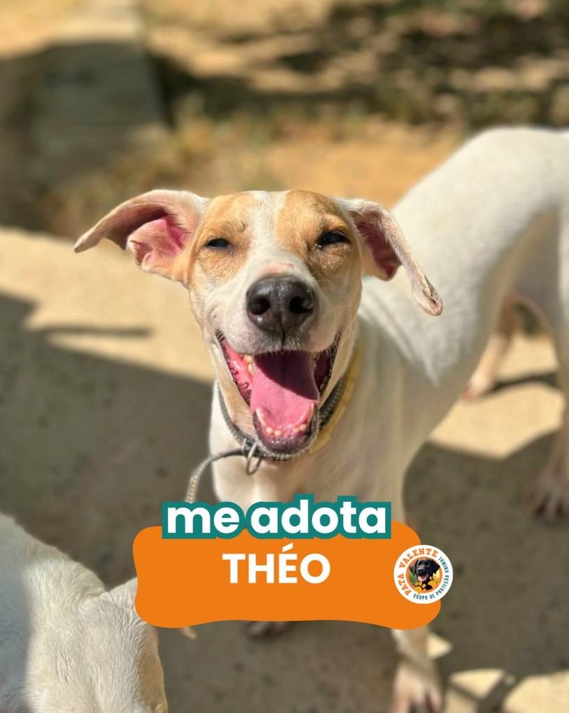 Theo, cachorro de porte médio para adoção em Rio de Janeiro - RJ