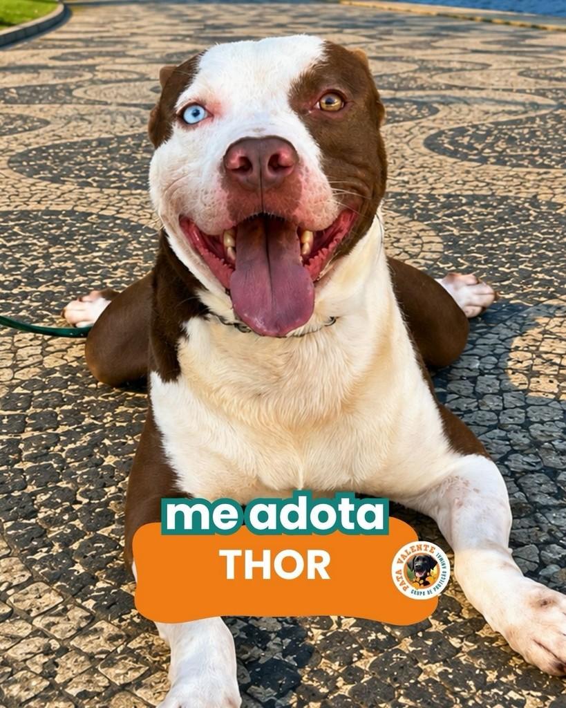 Thor, cachorro de porte médio para adoção em Rio de Janeiro - RJ