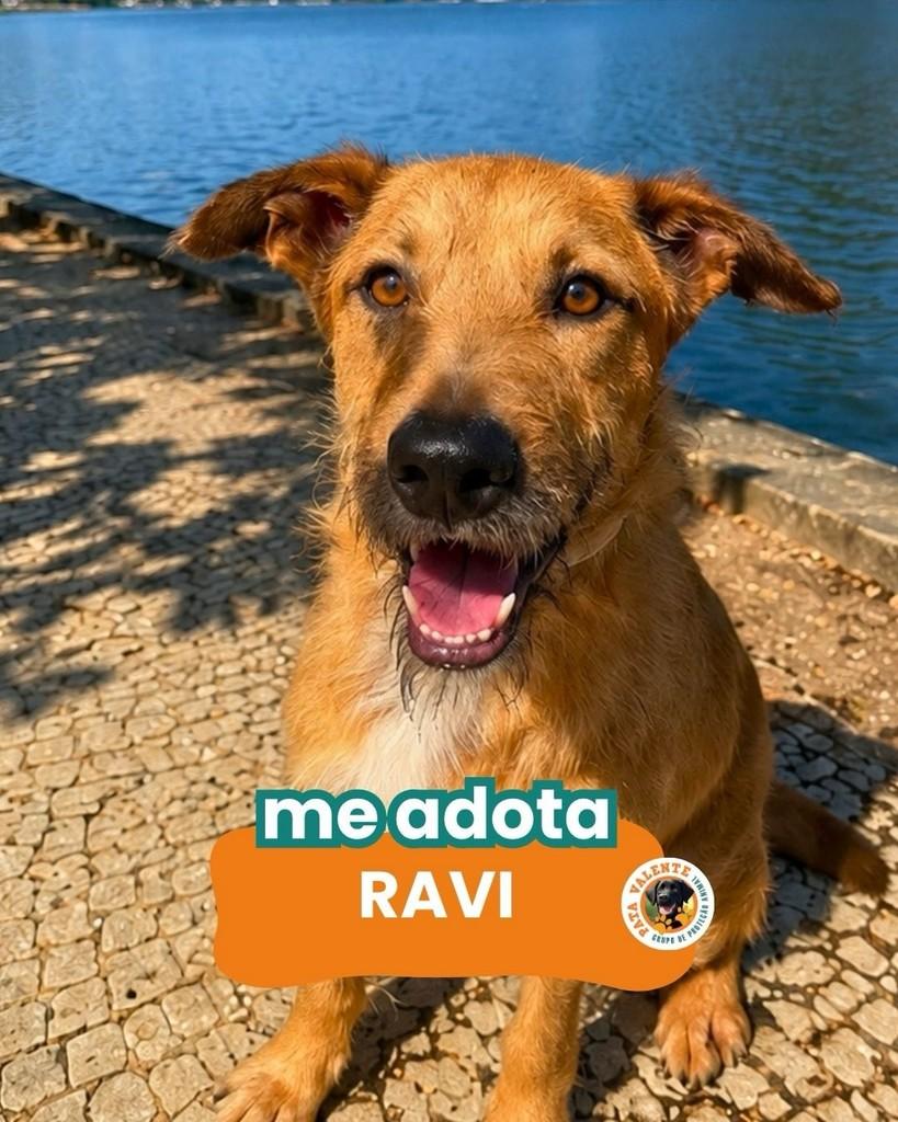 Ravi, cachorro de porte grande para adoção em Rio de Janeiro - RJ