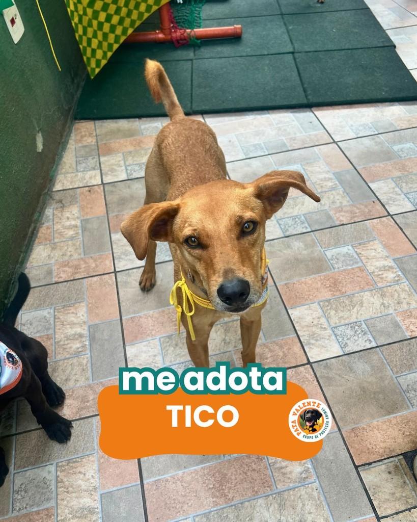 Tico, cachorro de porte médio para adoção em Rio de Janeiro - RJ