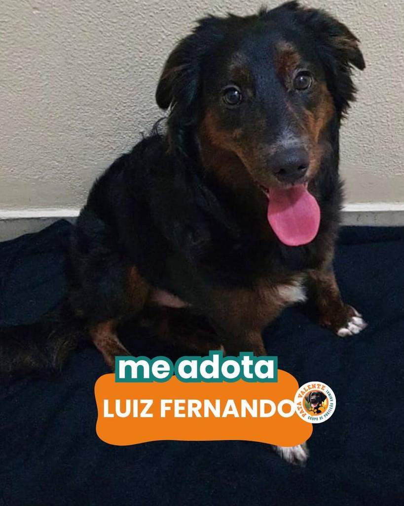 Luiz Fernando, cachorro de porte médio para adoção em Rio de Janeiro - RJ