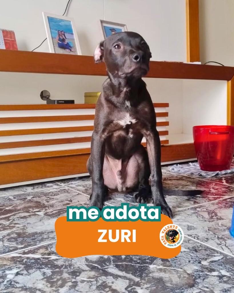 Zuri, cachorro de porte pequeno para adoção em Rio de Janeiro - RJ