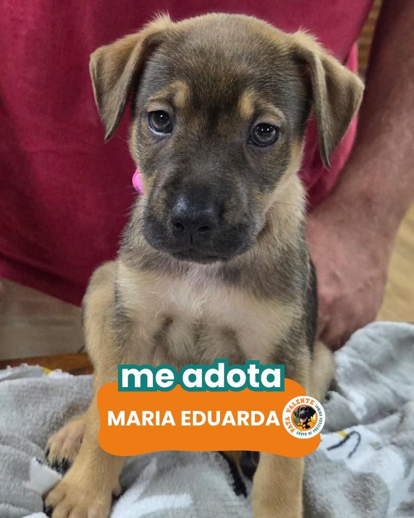Maria Eduarda, cachorro de porte pequeno para adoção em Rio de Janeiro - RJ