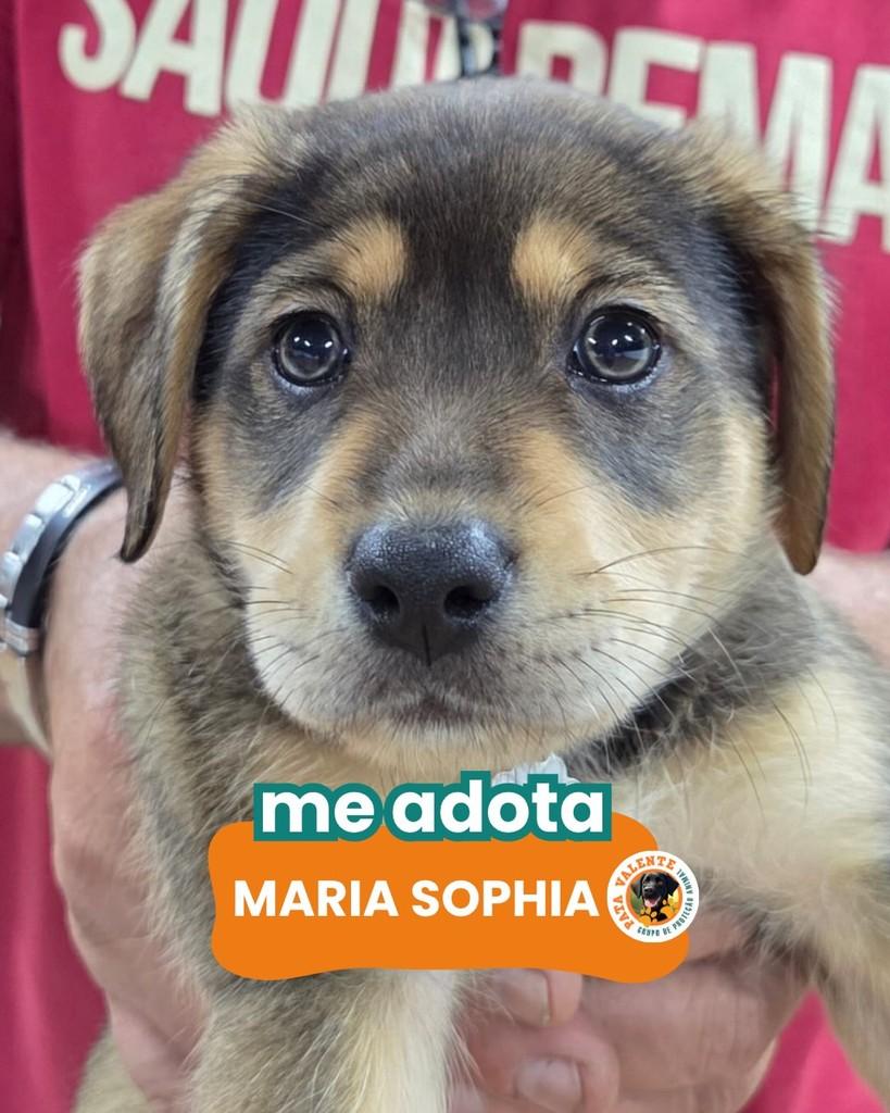 Maria Sophia, cachorro de porte pequeno para adoção em Rio de Janeiro - RJ