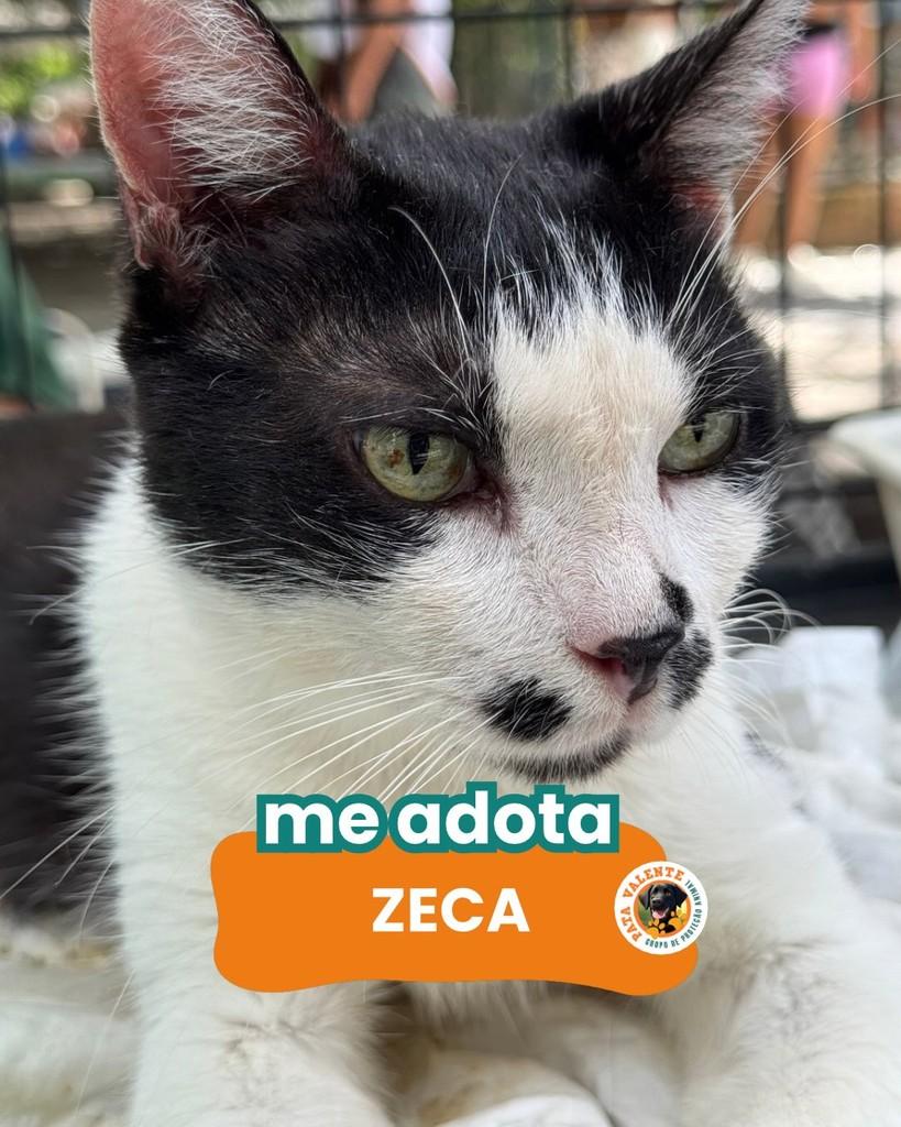 Zeca, gato de porte médio para adoção em Rio de Janeiro - RJ