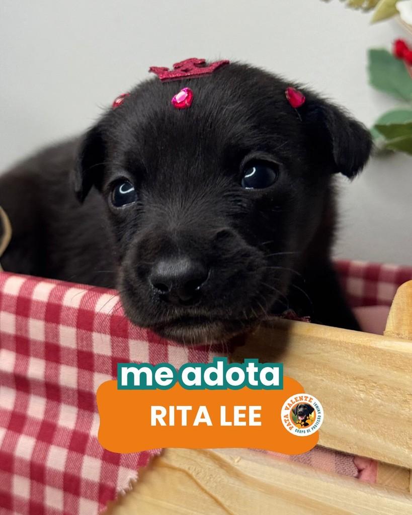 Rita Lee, cadela de porte pequeno para adoção em Rio de Janeiro - RJ