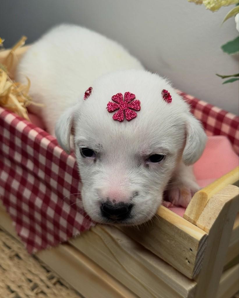 Clara Nunes, cachorro de porte pequeno para adoção em Rio de Janeiro - RJ