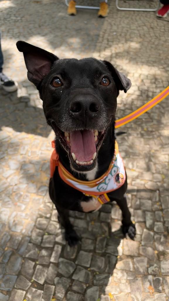 Pantera, cachorro de porte médio para adoção no Rio de Janeiro - RJ