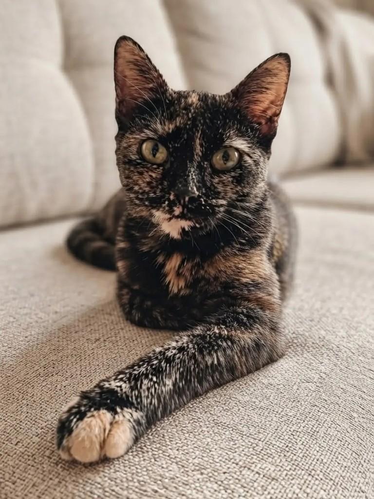 Petra, gata de porte pequeno para adoção em Manaus - AM