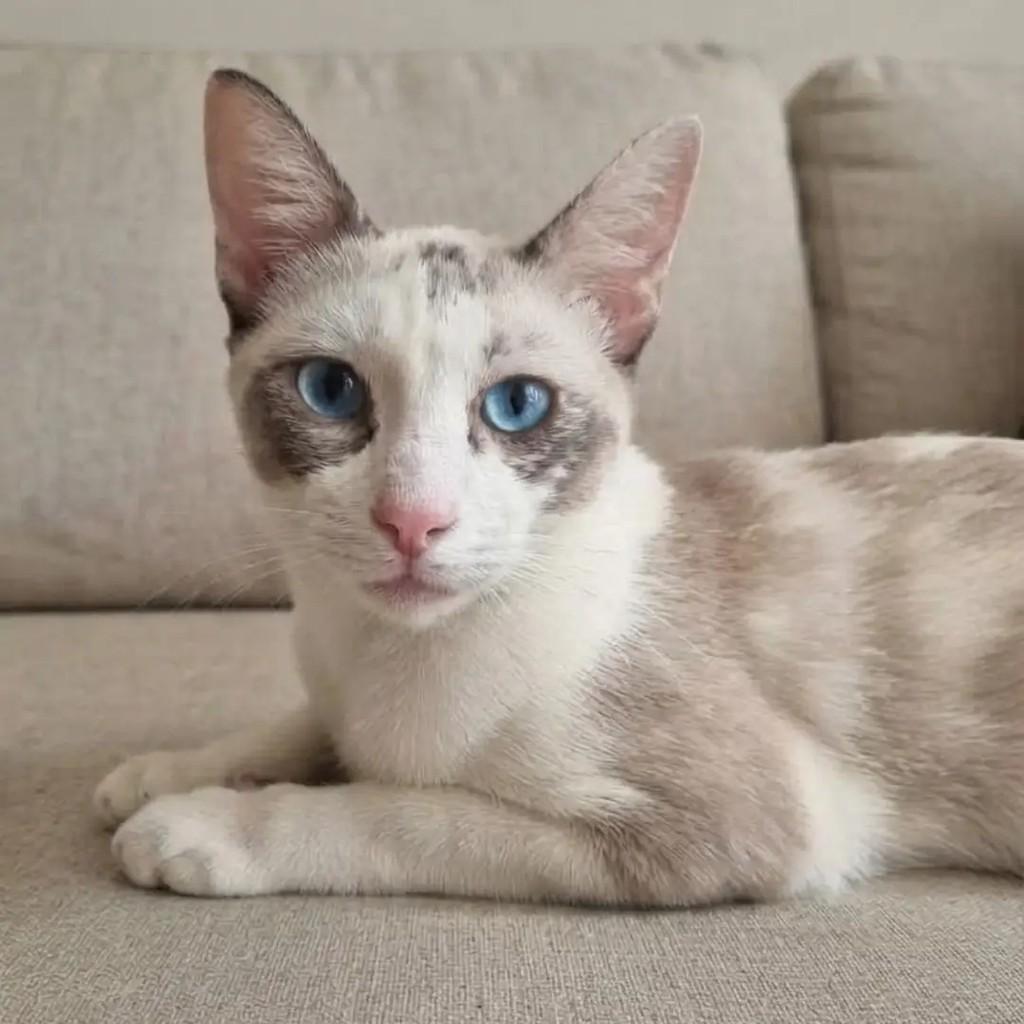 Amora, gata de porte pequeno para adoção em Manaus - AM