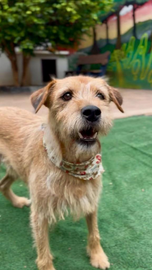 Luiggi, cachorro de porte médio para adoção em Passo Fundo - RS