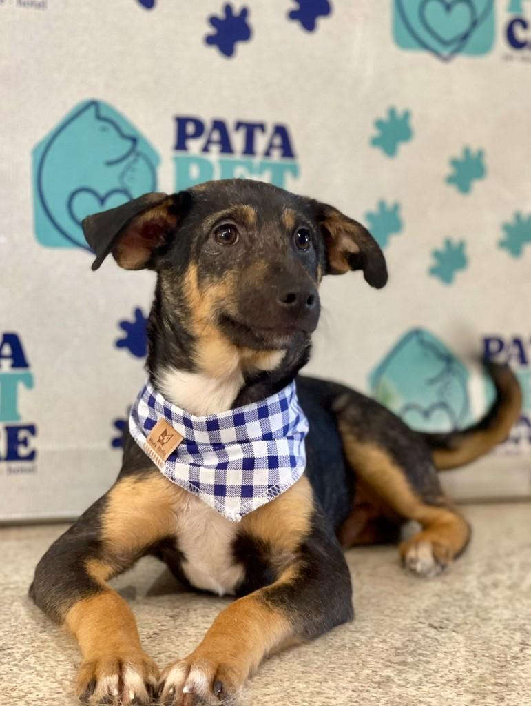 Léo, cachorro de porte médio para adoção em Passo Fundo - RS