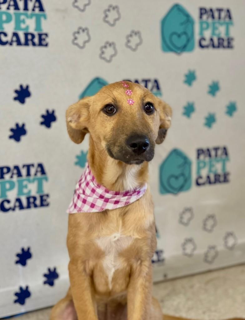 Lola, cadela de porte médio para adoção em Passo Fundo - RS