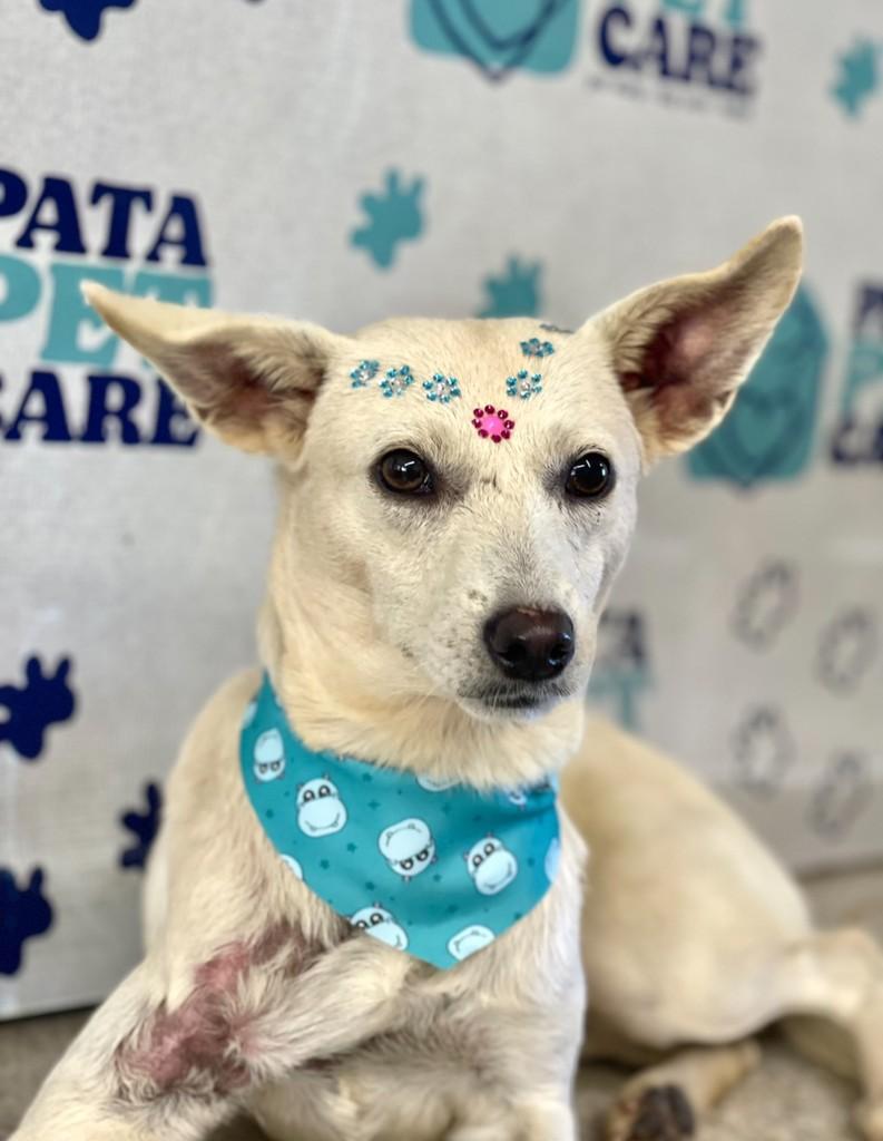 Nina, cadela de porte pequeno para adoção em Passo Fundo - RS