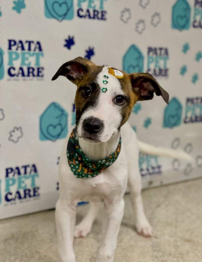 Thomas, cachorro de porte médio para adoção em Passo Fundo - RS