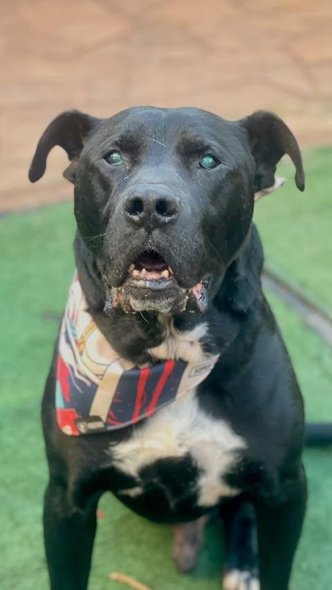 Preto, cachorro de porte grande para adoção em Passo Fundo - RS