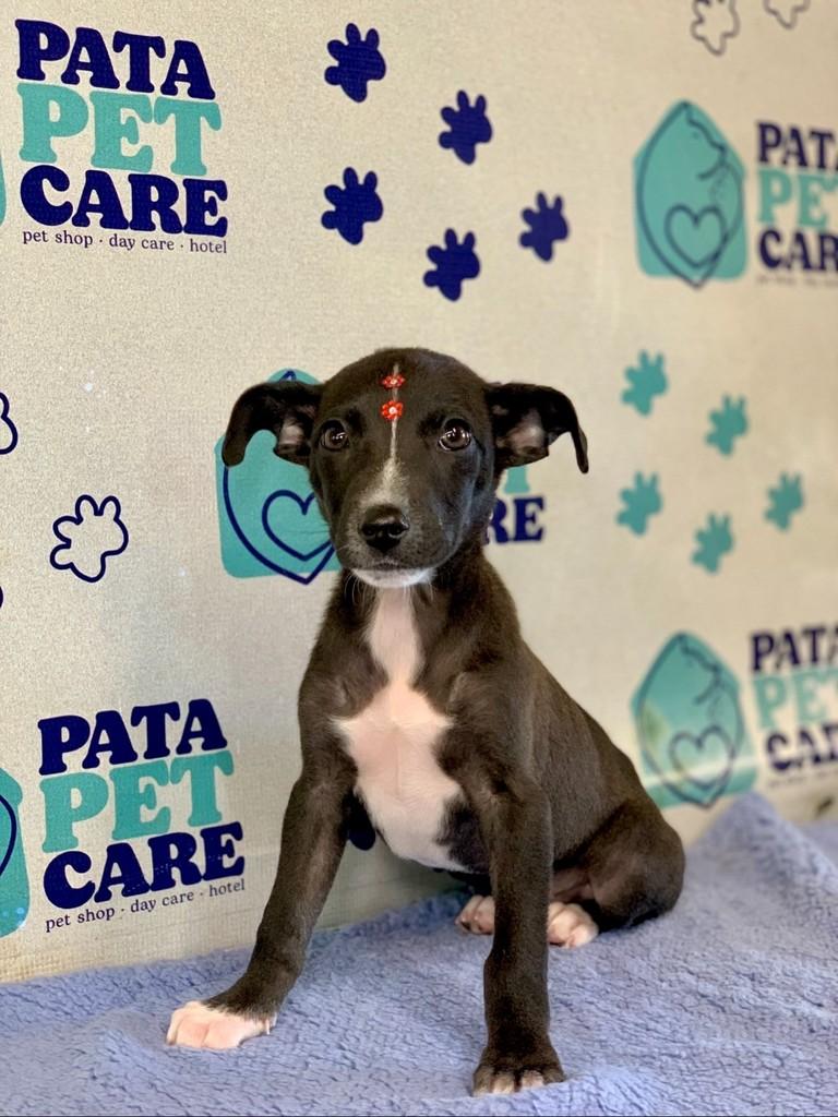 Zézinho, cachorro de porte médio para adoção em Passo Fundo - RS