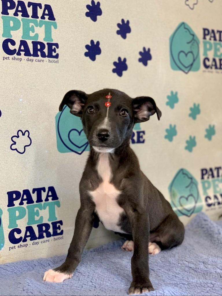 Zézinho, cachorro de porte médio para adoção em Passo Fundo - RS — foto 2 de 4