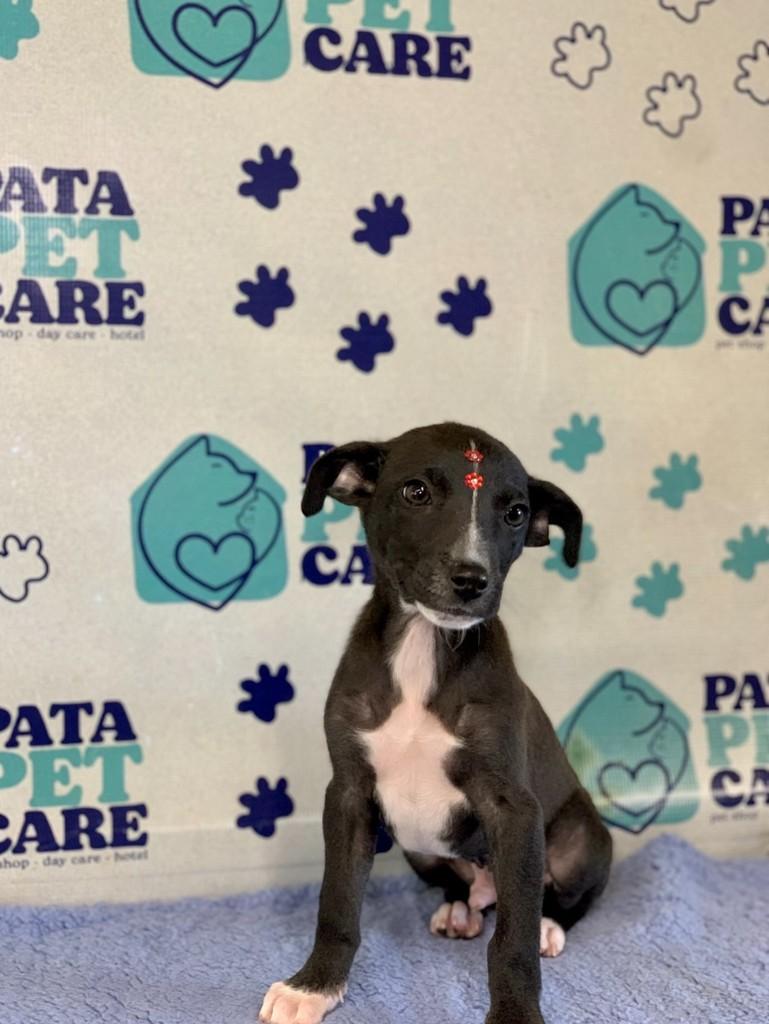 Zézinho, cachorro de porte médio para adoção em Passo Fundo - RS — foto 4 de 4