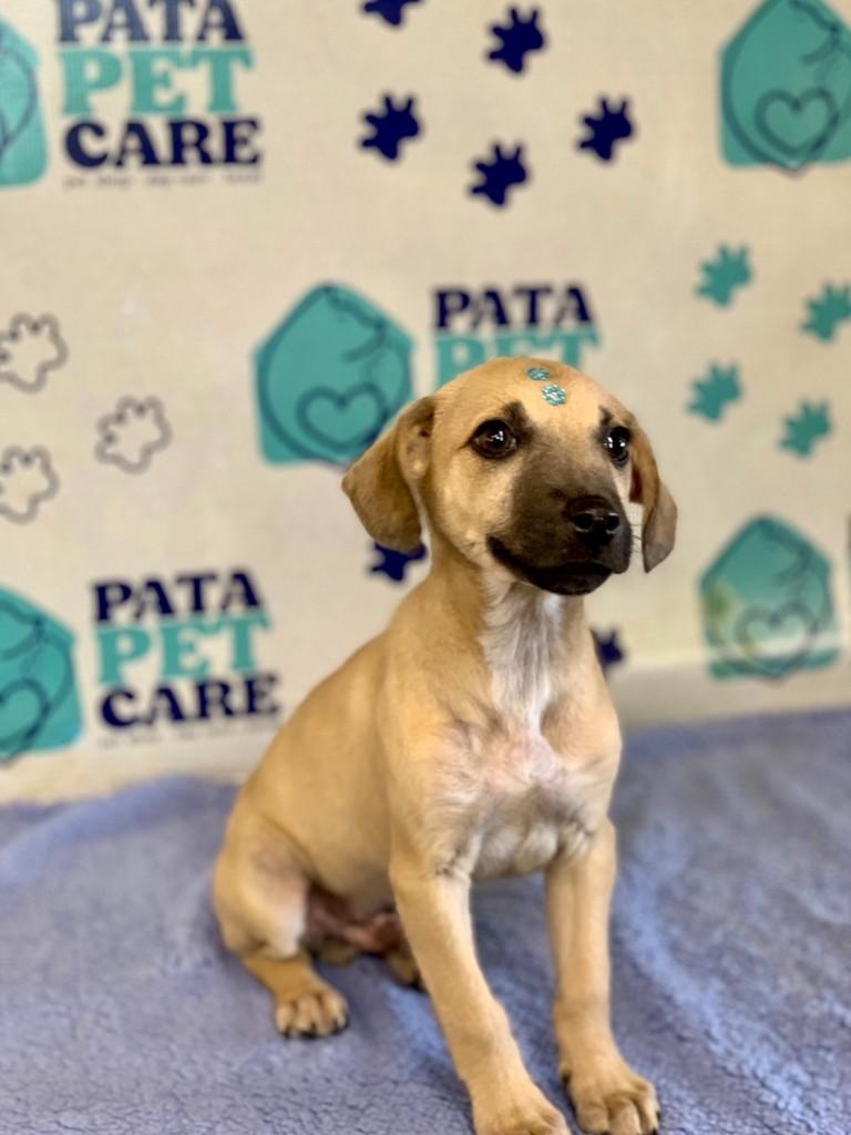 Pedrinho, cachorro de porte médio para adoção em Passo Fundo - RS
