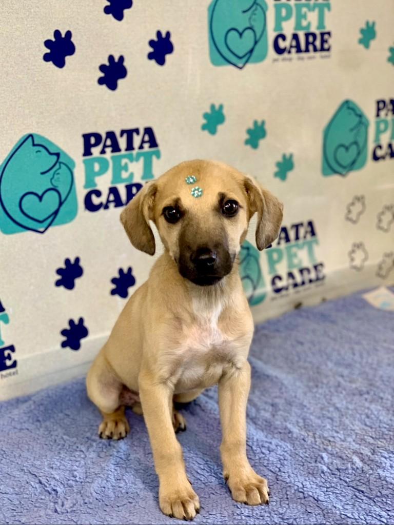 Pedrinho, cachorro de porte médio para adoção em Passo Fundo - RS — foto 2 de 5
