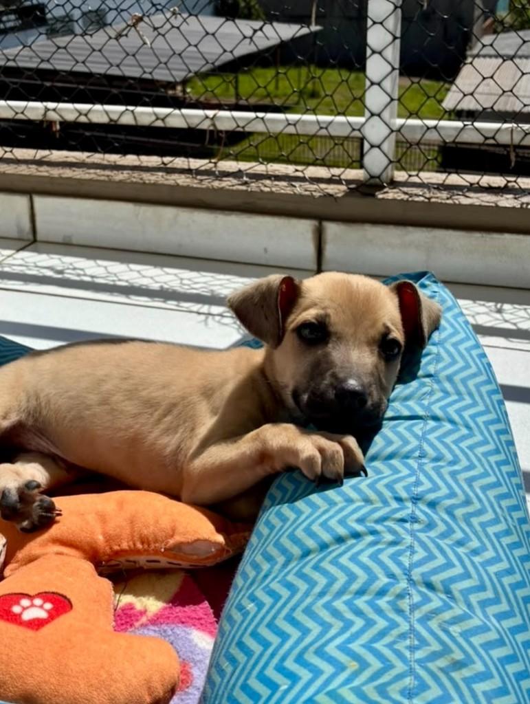 Pedrinho, cachorro de porte médio para adoção em Passo Fundo - RS — foto 3 de 5