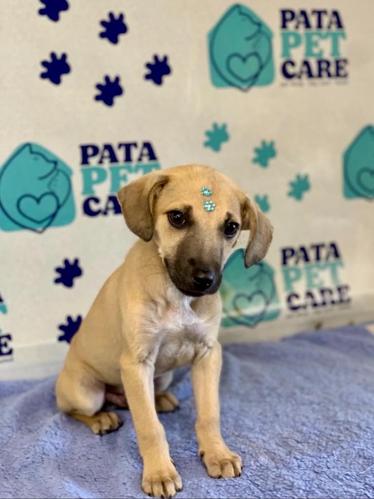 Pedrinho, cachorro de porte médio para adoção em Passo Fundo - RS — foto 4 de 5