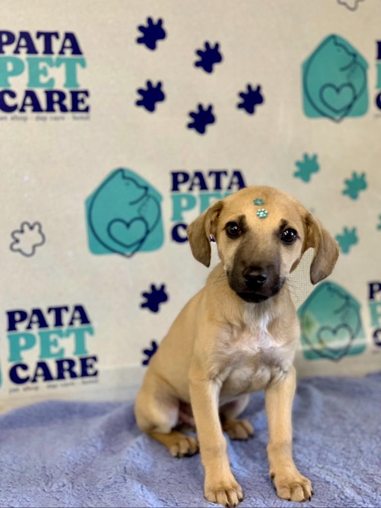 Pedrinho, cachorro de porte médio para adoção em Passo Fundo - RS — foto 5 de 5