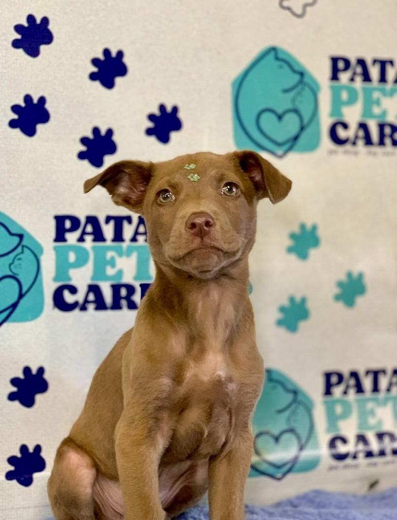 Jorginho, cachorro de porte médio para adoção em Passo Fundo - RS