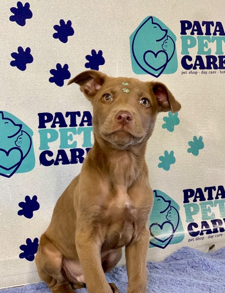Jorginho, cachorro de porte médio para adoção em Passo Fundo - RS — foto 2 de 4