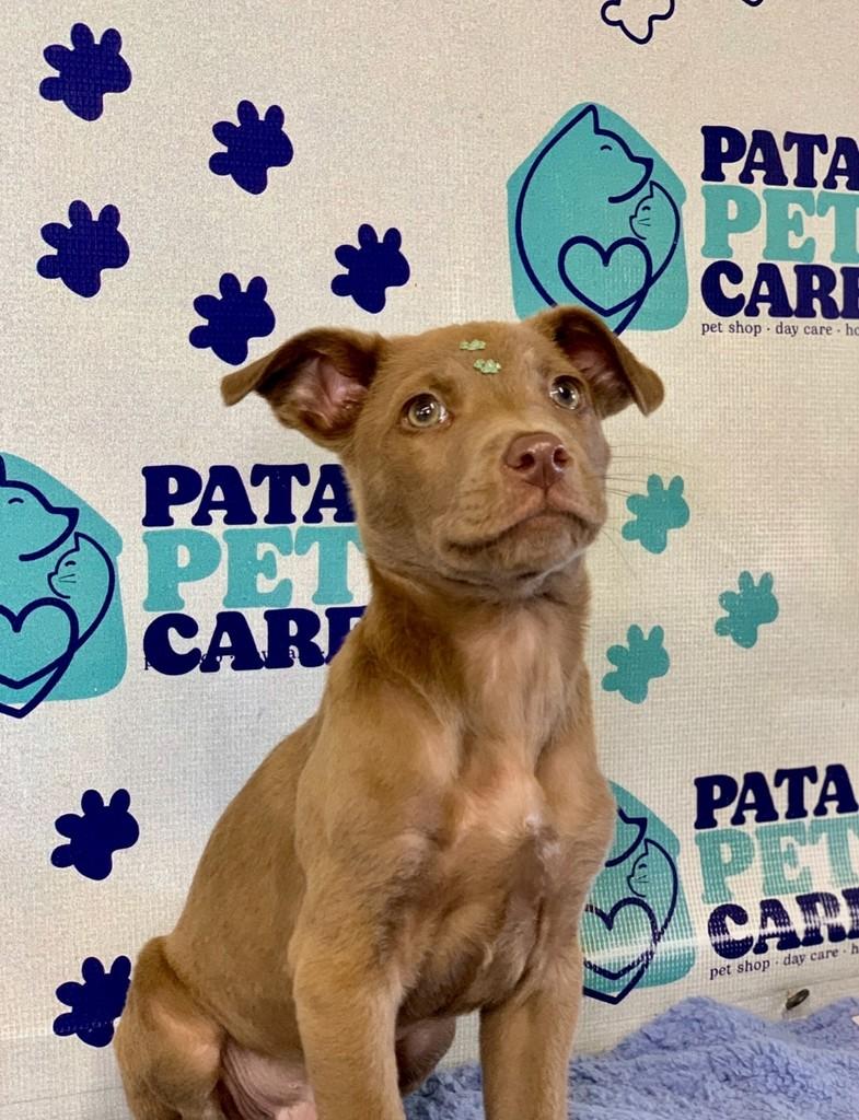 Jorginho, cachorro de porte médio para adoção em Passo Fundo - RS — foto 3 de 4