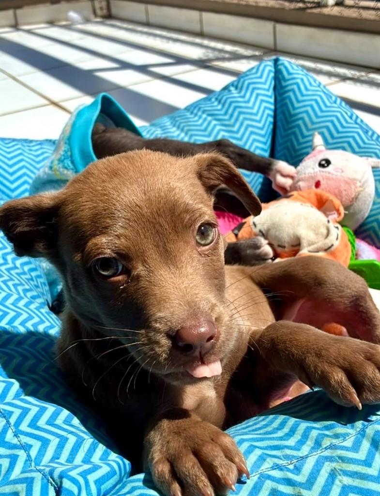 Jorginho, cachorro de porte médio para adoção em Passo Fundo - RS — foto 4 de 4