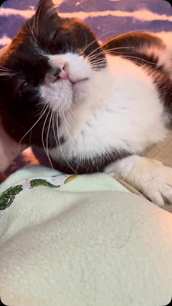 Gatão Maravilhoso, gato de porte médio para adoção em Porto Alegre - RS