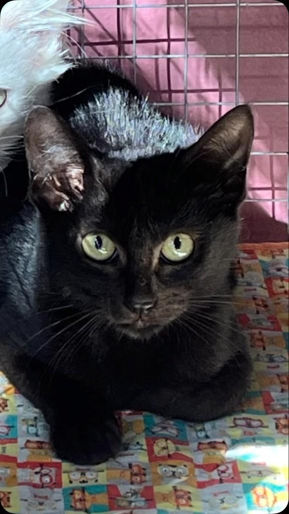 Margot, gato para adoção em Porto Alegre - RS